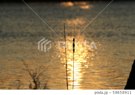 Colorful Sunset reflection on water with Cattail's that's bright and colorful. Colorful Sunset reflection on water with Cattail's that's bright and colorful. 59658911