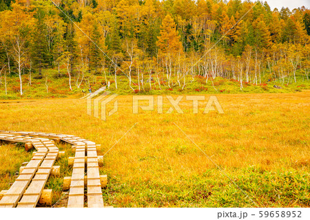 田ノ原湿原の紅葉【長野県志賀高原】 田ノ原湿原の紅葉【長野県志賀高原】 59658952
