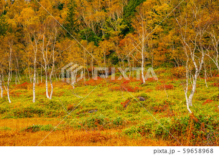 田ノ原湿原の紅葉【長野県志賀高原】 田ノ原湿原の紅葉【長野県志賀高原】 59658968