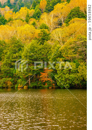 志賀高原の紅葉【長野県・長池】 59658982