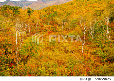 志賀高原の紅葉 長野県 琵琶池 の写真素材