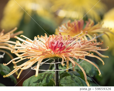 菊の花 菊の花 59659326