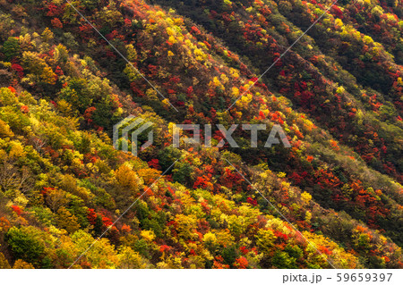 《栃木県》秋の日光・半月山の紅葉 59659397