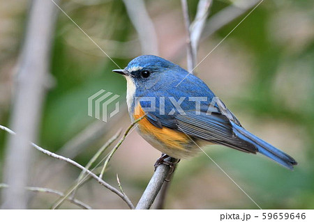 薬師池公園の野鳥 薬師池公園の野鳥 59659646