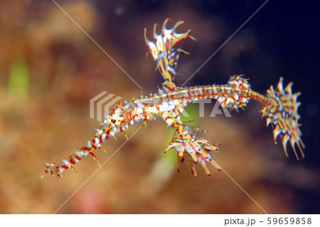 ニシキフウライウオ　　沖縄 59659858