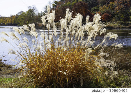 ススキ 植物 湖公園 59660402