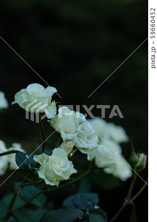 白い薔薇 白い薔薇 59660452