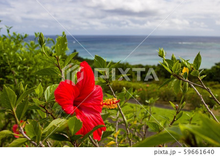 Red Hibiscus flower, Ishigaki island, Okinawa. 59661640