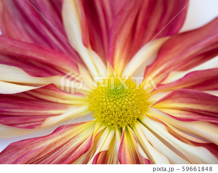 一文字菊 59661848