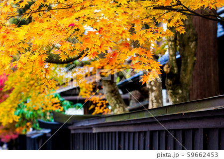 秋田県角館 武家屋敷の紅葉 秋 風景 秋田県角館 武家屋敷の紅葉 秋 風景 59662453