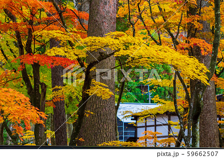 秋田県角館 武家屋敷の紅葉 秋 風景 秋田県角館 武家屋敷の紅葉 秋 風景 59662507