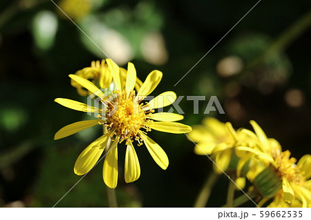 ツワブキ(石蕗、艶蕗学) ツワブキ(石蕗、艶蕗学) 59662535