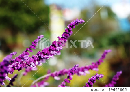 メキシカンブッシュセージ メキシカンブッシュセージ 59662866