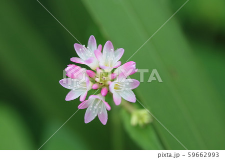 ミゾソバ（溝蕎麦） 59662993