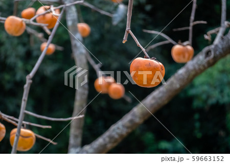 persimmons on the tree persimmons on the tree 59663152