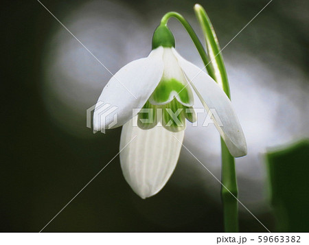 スノードロップ Snowdrop スノードロップ Snowdrop 59663382