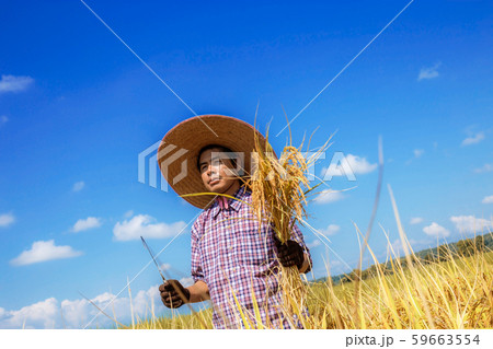 Farmers of harvest season stand in fields. 59663554
