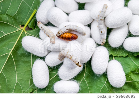 white silk cocoon white silk cocoon 59663695