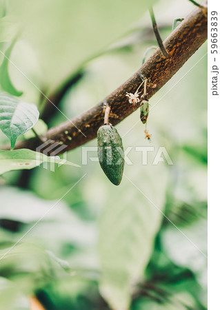 Cacao Tree (Theobroma cacao). Organic cocoa fruit 59663839