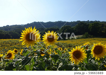 天空のヒマワリ畑 59663889
