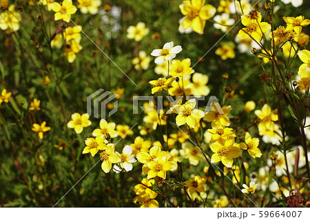 ウインターコスモス   Winter-cosmos ウインターコスモス   Winter-cosmos 59664007