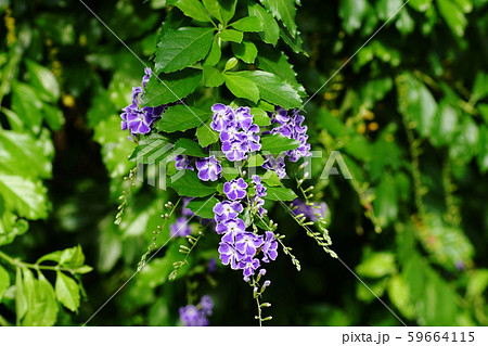 デュランタ  Duranta repens 59664115