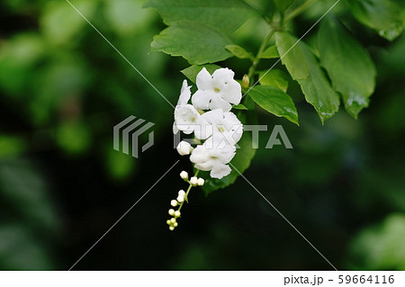 デュランタ Duranta repens デュランタ Duranta repens 59664116