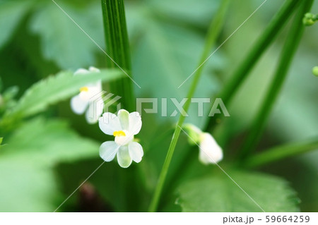 フウセンカズラ 風船葛 の花の写真素材