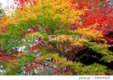 秋の庭園モミジの紅葉 秋の庭園モミジの紅葉 59664926