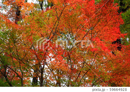 秋の庭園モミジの紅葉 59664928
