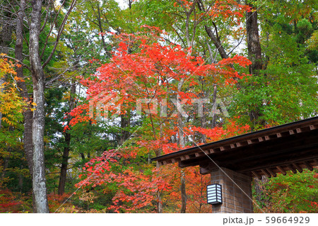 秋の庭園モミジの紅葉 59664929