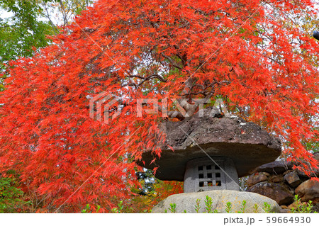 秋の庭園モミジの紅葉 59664930