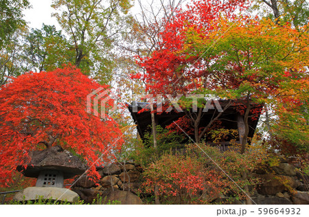 秋の庭園モミジの紅葉 59664932