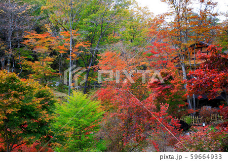 秋の庭園モミジの紅葉 59664933