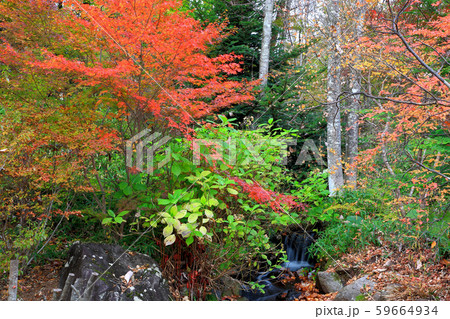秋の庭園モミジの紅葉 59664934