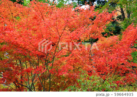 秋の庭園モミジの紅葉 59664935