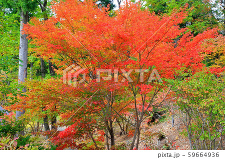 秋の庭園モミジの紅葉 秋の庭園モミジの紅葉 59664936