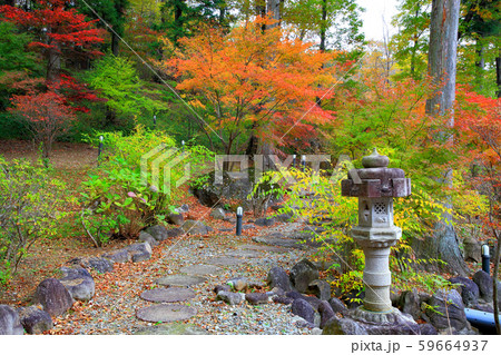 秋の庭園モミジの紅葉 59664937