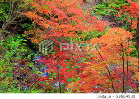 秋の庭園モミジの紅葉 秋の庭園モミジの紅葉 59664939