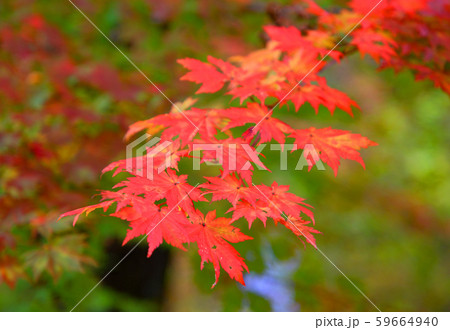秋の庭園モミジの紅葉 59664940