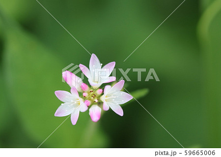 ミゾソバ(溝蕎麦) ミゾソバ(溝蕎麦) 59665006