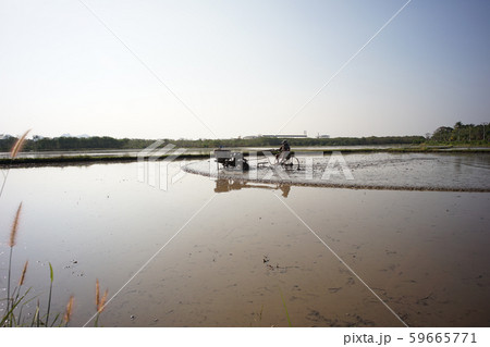 Farmer drives the tractor for plowing in the rice farm for preparation stage. 59665771