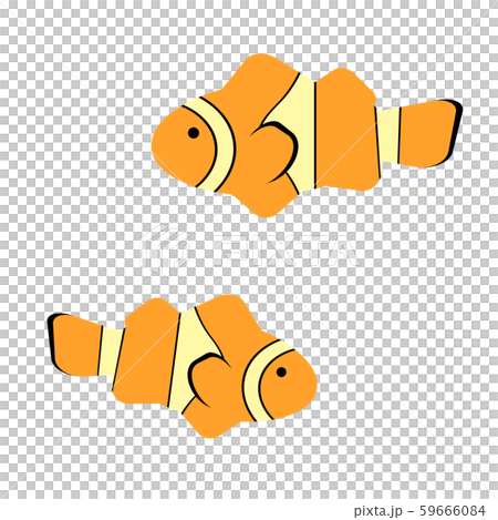 小丑anemonefish 59666084