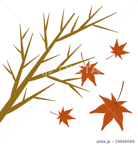 舞い落ちる楓 59666089