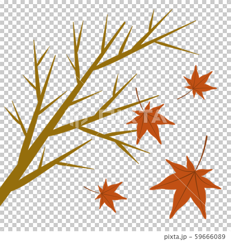 舞い落ちる楓 59666089
