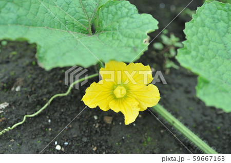 かぼちゃの花の写真素材
