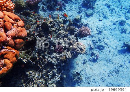 coral reef in Egypt 59669594