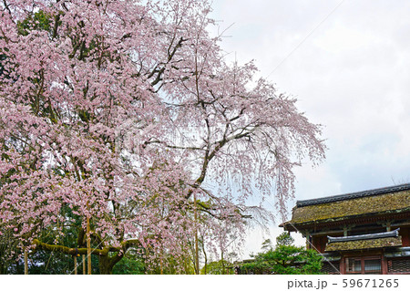 京都 醍醐寺の桜 京都 醍醐寺の桜 59671265