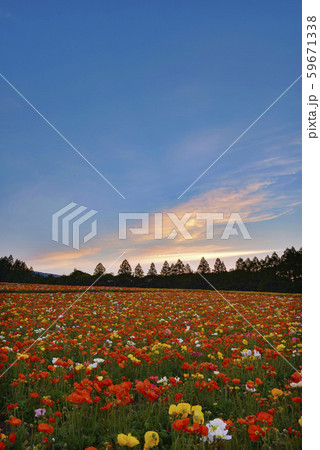 生駒高原の夕暮れ 59671338
