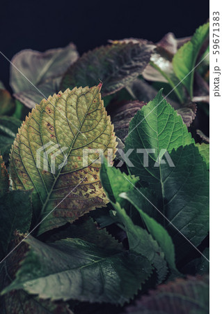 Beautiful bush green and red leaf background on a 59671383